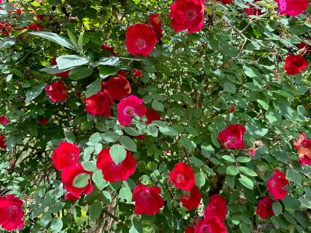 Rosa 'Eddie's Jewel' (Eddie's Jewel Rose) — Northwest Blooms